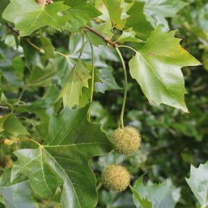 Photographie n°261995 du taxon Platanus x hispanica Mill. ex Münchh. [1770]