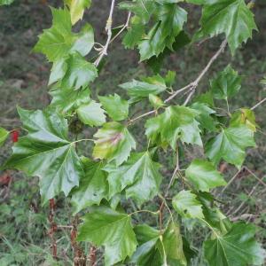 Photographie n°261998 du taxon Platanus x hispanica Mill. ex Münchh. [1770]