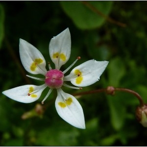 Saxifraga stellaris L. (Starry Saxifrage)