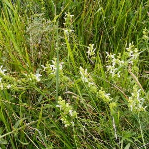 Photographie n°262062 du taxon Stachys recta L.