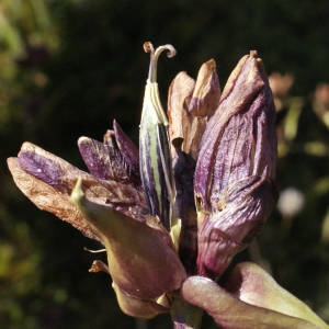  - Gentiana purpurea L. [1753]
