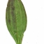 Liliane Roubaudi - Gentiana purpurea L. [1753]