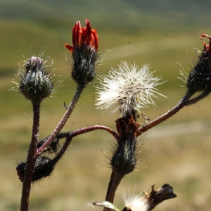 Photographie n°262138 du taxon Hieracium aurantiacum L. [1753]