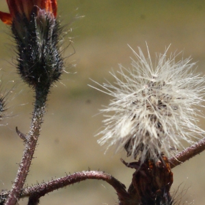 Photographie n°262139 du taxon Hieracium aurantiacum L. [1753]