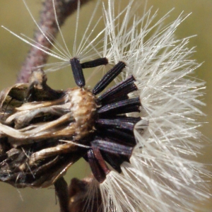  - Hieracium aurantiacum L. [1753]