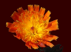 Liliane Roubaudi, le 21 août 2014 (Vallorcine)