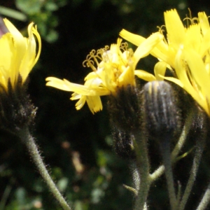 Photographie n°262157 du taxon Hieracium picroides Vill. [1812]