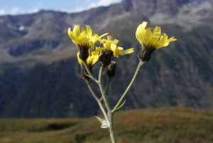 Liliane Roubaudi, le 21 août 2014 (Vallorcine)