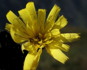 Liliane Roubaudi, le 21 août 2014 (Vallorcine)