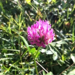 Photographie n°262225 du taxon Trifolium pratense L. [1753]