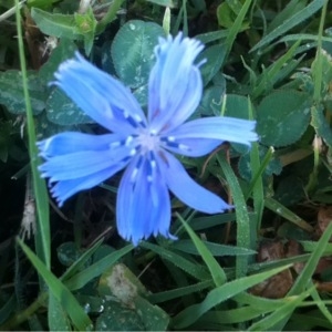 Photographie n°262226 du taxon Cichorium intybus L. [1753]