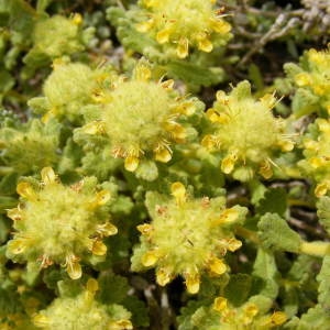  - Teucrium aureum Schreb. [1773]