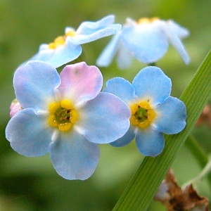  - Myosotis scorpioides L. [1753]