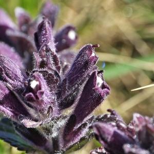 Photographie n°262297 du taxon Bartsia alpina L.