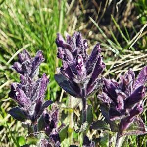 Photographie n°262298 du taxon Bartsia alpina L.