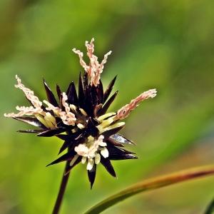 Photographie n°262303 du taxon Juncus jacquinii L. [1767]