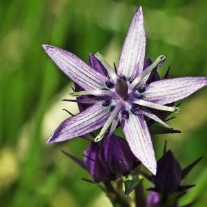 Gentiana palustris All. (Swertie pérenne)