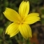  Alain Bigou - Lactuca viminea subsp. chondrilliflora (Boreau) Bonnier [1923]