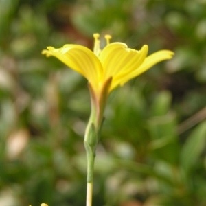 Lactuca viminea subsp. chondrilliflora (Boreau) Bonnier (Laitue à fleurs de chondrille)