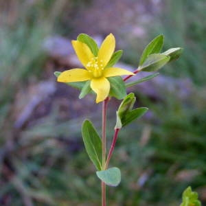 Photographie n°262325 du taxon Hypericum humifusum L. [1753]