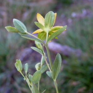 Photographie n°262326 du taxon Hypericum humifusum L. [1753]