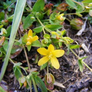 Photographie n°262327 du taxon Hypericum humifusum L. [1753]