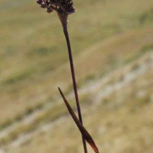Photographie n°262350 du taxon Luzula sudetica (Willd.) Schult. [1814]