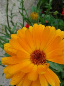 Anonyme, le 28 août 2014 (Sin-le-Noble)