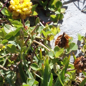 Photographie n°262389 du taxon Trifolium spadiceum L. [1755]