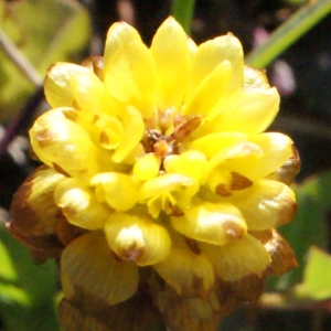 Photographie n°262390 du taxon Trifolium spadiceum L. [1755]