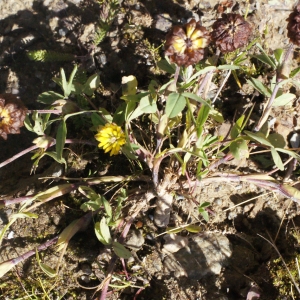 Photographie n°262391 du taxon Trifolium spadiceum L. [1755]