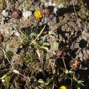 Photographie n°262392 du taxon Trifolium spadiceum L. [1755]