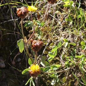 Photographie n°262395 du taxon Trifolium spadiceum L. [1755]