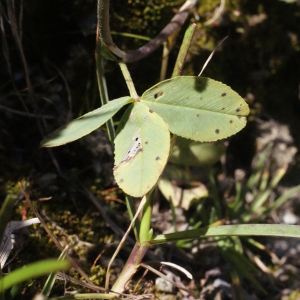 Photographie n°262396 du taxon Trifolium spadiceum L. [1755]