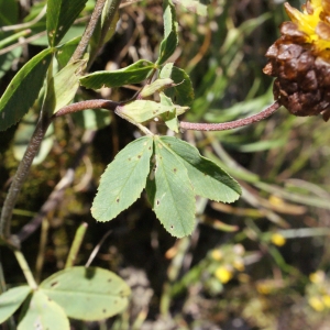 Photographie n°262397 du taxon Trifolium spadiceum L. [1755]