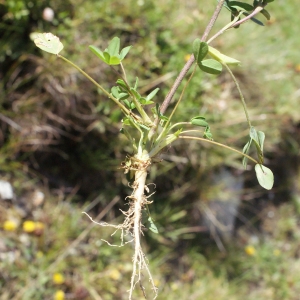 Photographie n°262401 du taxon Trifolium spadiceum L. [1755]