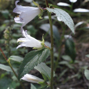 Photographie n°262402 du taxon Campanula latifolia L. [1753]