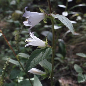 Photographie n°262403 du taxon Campanula latifolia L. [1753]