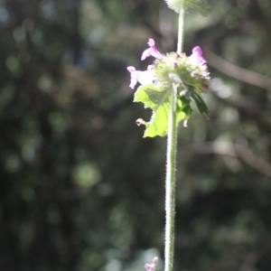 Photographie n°262415 du taxon Clinopodium vulgare L.