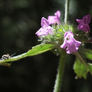 Photographie n°262418 du taxon Clinopodium vulgare L.