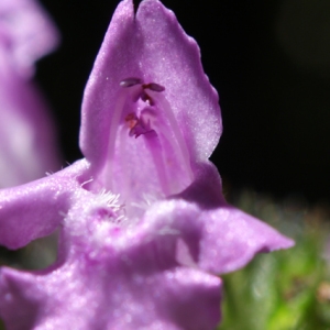 Photographie n°262421 du taxon Clinopodium vulgare L.