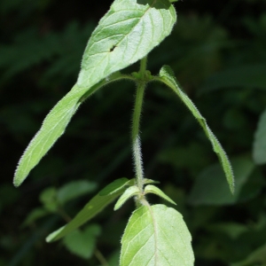 Photographie n°262424 du taxon Clinopodium vulgare L.