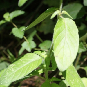 Photographie n°262425 du taxon Clinopodium vulgare L.