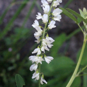 Photographie n°262429 du taxon Melilotus albus Medik. [1787]