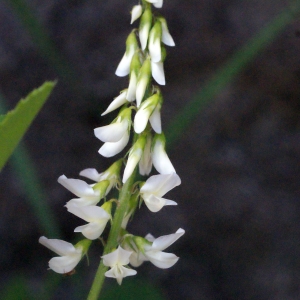 Photographie n°262431 du taxon Melilotus albus Medik. [1787]