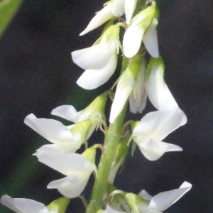 Photographie n°262432 du taxon Melilotus albus Medik. [1787]