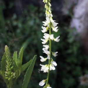 Photographie n°262433 du taxon Melilotus albus Medik. [1787]