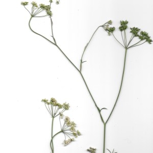 Photographie n°262472 du taxon Pimpinella saxifraga L. [1753]