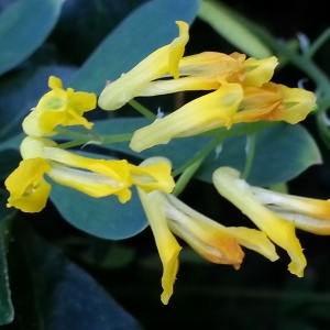 Pseudofumaria lutea (L.) Borkh. (Corydale jaune)