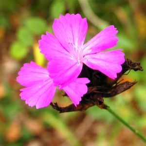 Photographie n°262534 du taxon Dianthus carthusianorum subsp. carthusianorum